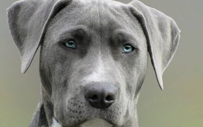 Leyes de mordeduras de perro – Cómo responder ante una mordedura de perro